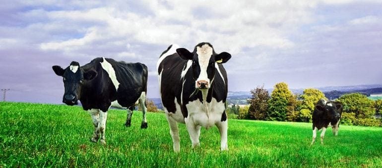 The booming market of bovine-based pharmaceuticals