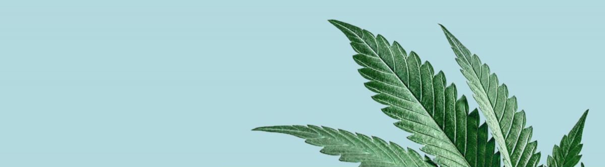 New Zealand’s first medicinal cannabis summit announced