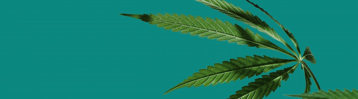 NZ’s first ever medicinal cannabis summit set to take place